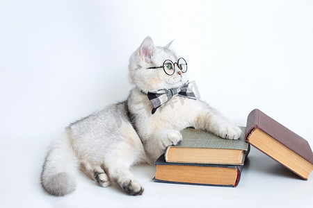 戴着灰色领结和眼镜的白猫躺在一堆旧书上，看着别处