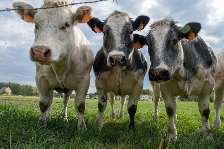 奶牛在吃草摄影照片_一群五彩斑斓的黑白奶牛在绿草上的畜栏里吃草