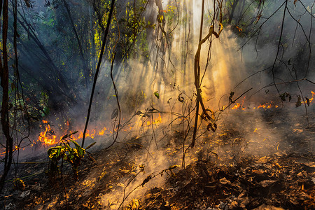 森林火灾是人为引发的火灾