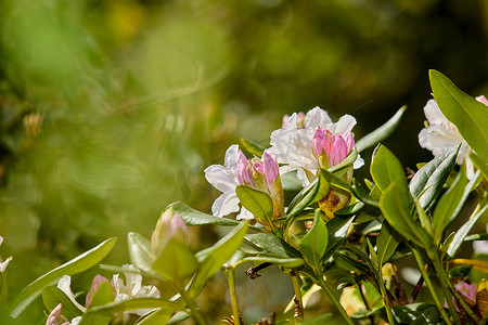 分割线可爱摄影照片_杜鹃花是石南科 1,024 种木本植物的一个属，常绿或落叶，主要分布在亚洲，但也广泛分布于北美阿巴拉契亚山脉的南部高地。