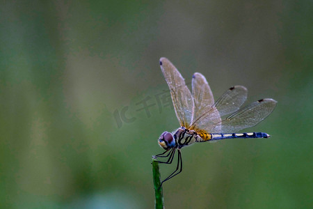 蜻蜓美丽的色彩面在夏季环境自然场模糊绿色背景下植物长尾半透明翅膀野生动物上特写宏观小昆虫动物