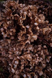 干花植物摄影照片_深干棕色背景上绣球花小干花的喜怒无常的深色艺术花卉照片