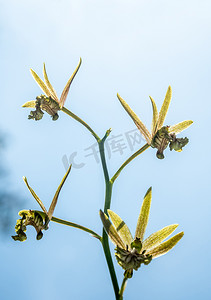 天空背景上的 Eulophia Andamanensis 地面兰花的小兰花花