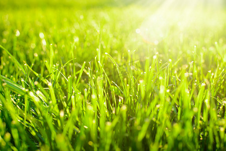 田野阳光下充满活力的草坪特写照片