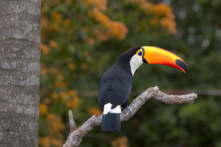 潘塔纳尔摄影照片_一只托科巨嘴鸟栖息在巴西南马托格罗索州潘塔纳尔的树枝上。