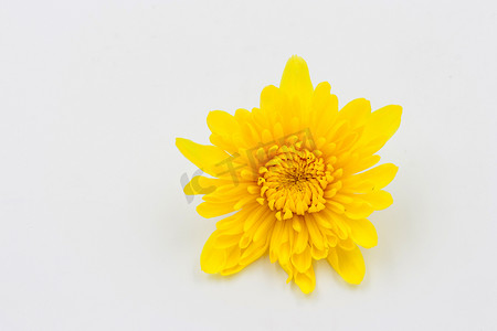 白色背景上的一朵黄色菊花