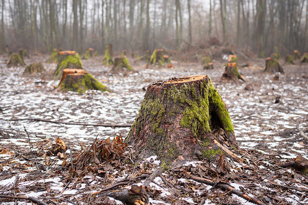 林地中砍树的许多树桩