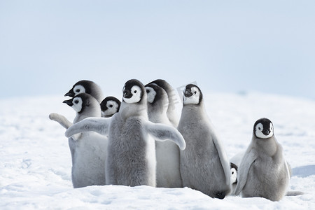 南极洲冰上的帝企鹅幼崽
