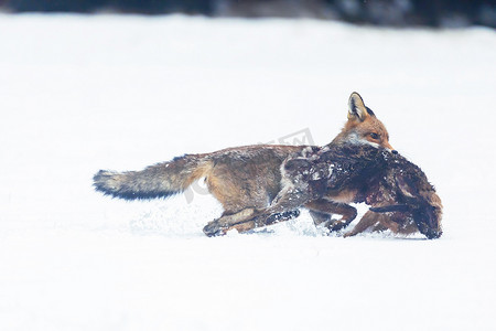 兔子抓摄影照片_红狐狸 (Vulpes vulpes) 嘴里叼着一只​​被抓到的兔子在奔跑。