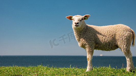 IJsselmeer 湖畔荷兰堤坝上的羔羊和绵羊，春景，绿草草地上的荷兰绵羊