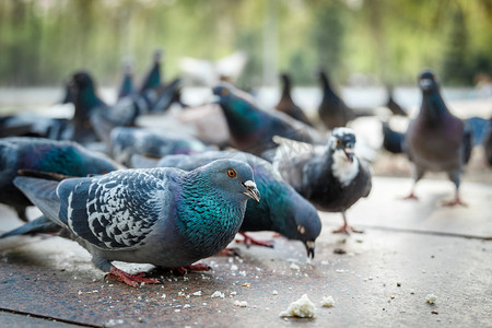 公鸽子叼母鸽子摄影照片_城市鸽子在堤防上吃面包屑
