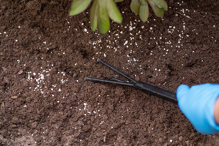 在有机花园中将土壤与颗粒肥料混合以更好地种植植物