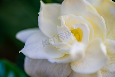 花园里盛开的白色栀子花