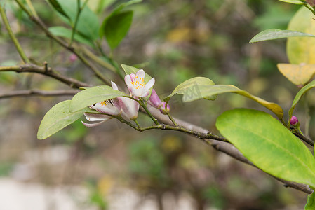 柠檬树枝上美丽绽放的粉色和白色花朵和小芽