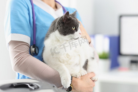 兽医抱猫，照顾宠物的女性，专业兽医