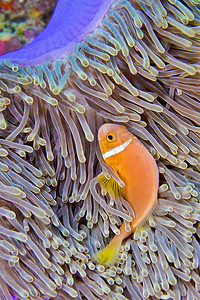 黑鳍海葵鱼，南阿里环礁，马尔代夫