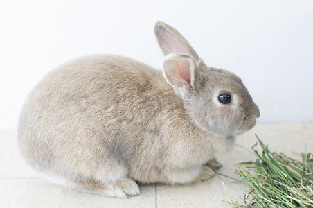 毛茸茸的米色兔子吃草的肖像，宠物，可爱的动物，复活节兔子