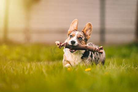 阳光奔跑摄影照片_在阳光明媚的日子里，快乐的柯基犬在草地上奔跑，带着狗在户外的棍子玩具。