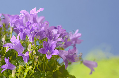 土丘摄影照片_春天的花丛达尔马提亚风铃草