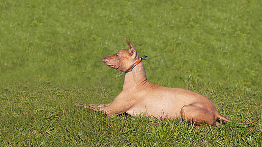 Xoloitzcuintli 狗侧身躺在绿草上。
