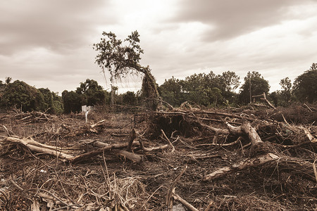 森林砍伐环境破坏-热带雨林毁于建筑