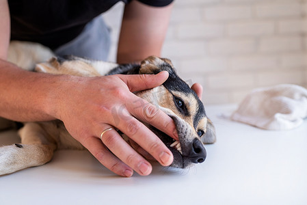 种牙摄影照片_男人手刷混种牧羊犬的牙齿