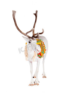 佩带传统鞔具的驯鹿或北美驯鹿