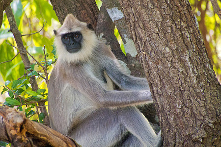 哈努曼空中漫步摄影照片_哈努曼叶猴，考杜拉国家公园，斯里兰卡