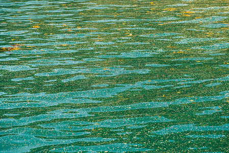 漂浮在阿拉斯加苏厄德附近海洋中的海藻和树叶