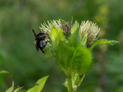 国家之旅摄影照片_蜜蜂从花中吃蜂蜜