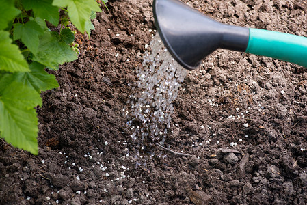 溶解摄影照片_用水将颗粒肥料溶解在土壤中