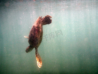夏威夷海龟在威基基水域向下游动