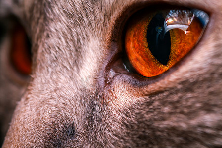 猫眼猫，猫眼的微距拍摄，苏格兰折耳猫