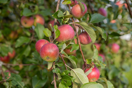 苹果树枝与红苹果在成熟过程中背景模糊。成熟的有机作物生长并挂在郁郁葱葱的绿色果树枝上，准备在阳光明媚的夏日收获。
