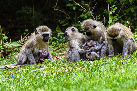 猴子 部队 婴儿 野生动物