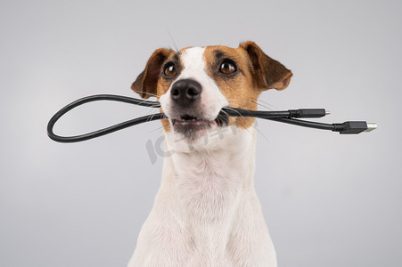 狗杰克罗素梗犬啃咬白色背景上的黑色 USB 线。