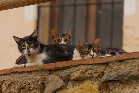 天猫猫头摄影照片_一群流浪猫躺在墙上