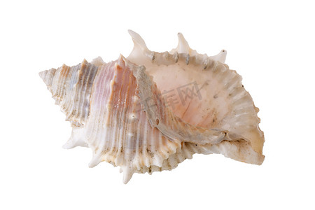 海贝壳安排孤立在白色背景上。