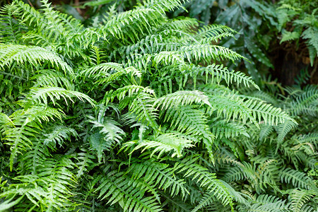 森林中蕨类植物的大绿色灌木。蕨类植物留下绿色的叶子。