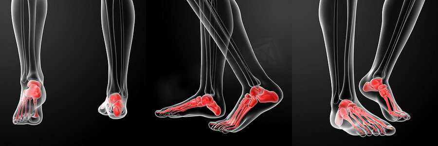 人类骨骼脚的 3D 渲染