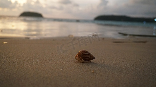 长着可爱眼睛的寄居蟹在沙滩上奔跑。