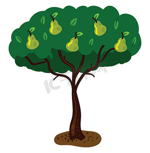 树上的绿梨，插图，白色背景上的矢量