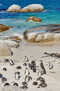 南非博尔德斯海滩繁殖海岸和野生动物保护区的黑脚非洲企鹅栖息地。