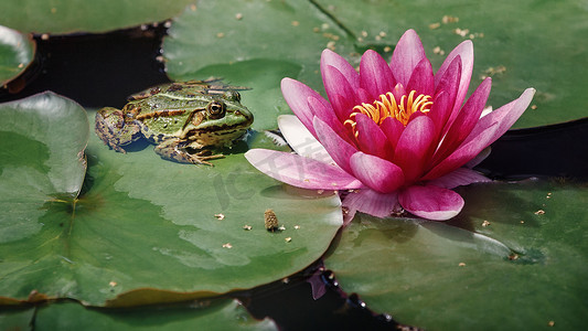池塘里的绿色青蛙坐在一片绿叶上，旁边是一朵粉红色的大百合花。