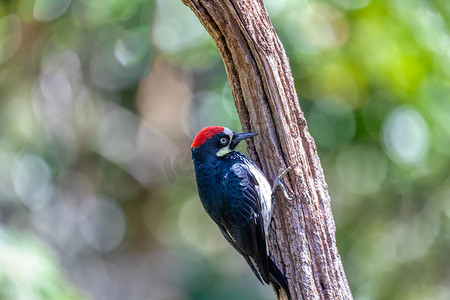橡子啄木鸟，Melanerpes formicivorus，圣赫拉尔多，哥斯达黎加