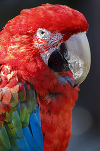 巴西潘塔纳尔湿地的红猩红金刚鹦鹉
