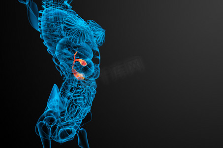胰酶摄影照片_3d 渲染胆囊和胰腺的医学插图