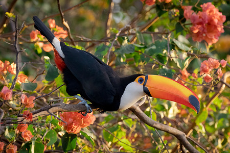 一只托科巨嘴鸟栖息在巴西南马托格罗索州潘塔纳尔的树枝上。