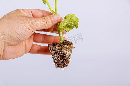 一位农民手里拿着黄瓜苗，露出健康的根。