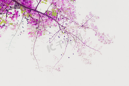 选择性聚焦蓝花楹紫罗兰花在白色背景上孤立的树枝上。